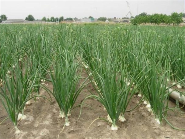 سیرکاران طارم همچنان با مشکل نبود واحدهای فرآوری صنعتی و بسته‌بندی مواجه هستند