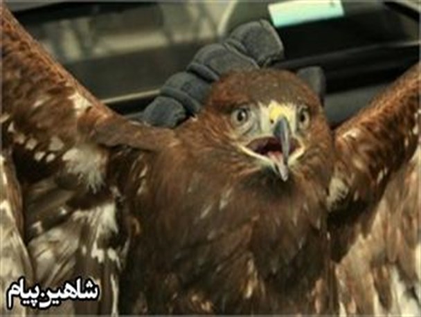 رهاسازی یک قطعه سارگپه در دامن طبیعت شاهین دژ