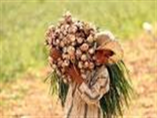 سیر بر روی دست سیرکاران طارمی باد کرده است/ نارضایتی کشاورزان از قیمت بازار سیر