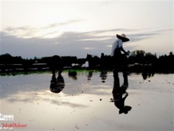 تصاویر زیبا از مزارع روستا چکوور صومعه سرا