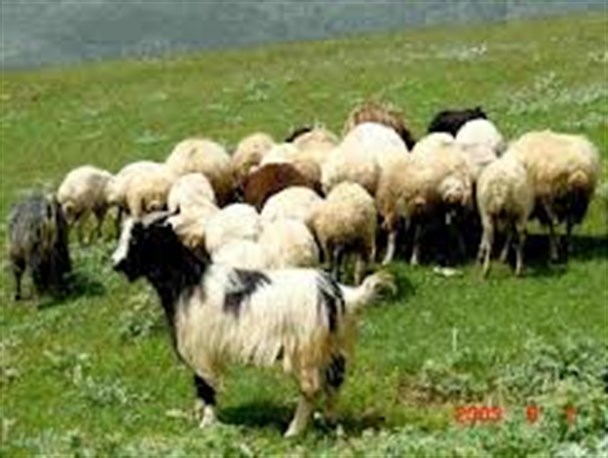 صادرات گوشت سفید زنجان به استان‌های همجوار/ 20 طرح پرورش دامی در زنجان به بهره‌برداری رسید