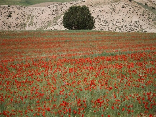 گزارش تصویری از دشت شقایق بخش سرحدشیروان