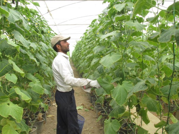 برداشت روزانه یک تن خیار در فراهان/ اشتغالزایی برای ۹ نفر در گلخانه خیار غیاث آباد + عکس