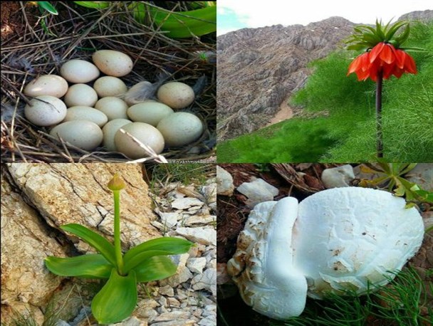 تصاویری رویایی از زیبایی های خلقت در اردیبهشت هورامان