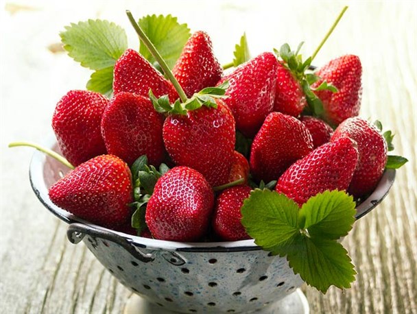 کشت توت فرنگی در فضای باز برای اولین بار در دهاقان