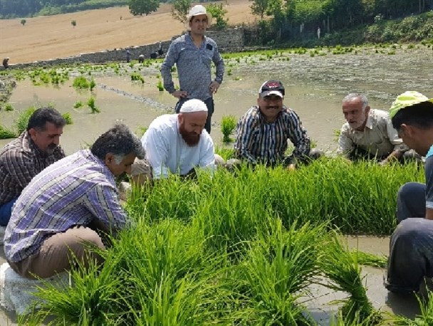 کشت شالی در مزارع گلستان+ تصاویر