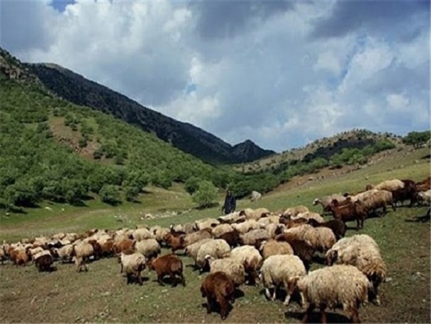 دامداران از چرای دام در مناطق حفاظت شده تاکستان خودداری کنند/ برخورد قضائی با شکارچیان غیرمجاز
