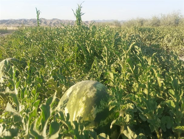 ایستگاه آتش‌نشانی روستایی، مطالبه کشاورزان بخش فارغان/ گرمای جنوب عامل جدی اشتعال در مزارع کشاورزی