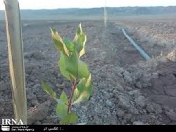 کشاورزی ورامین از کمبود شدید آب رنج می‌برد