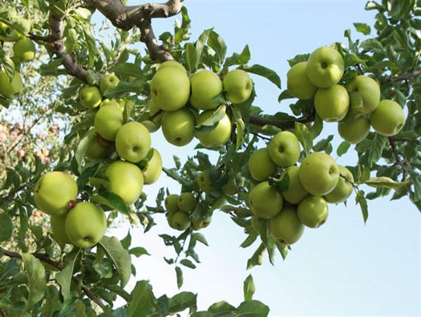 برداشت میوه  در روستای قاضی‌کلایه+ عکس