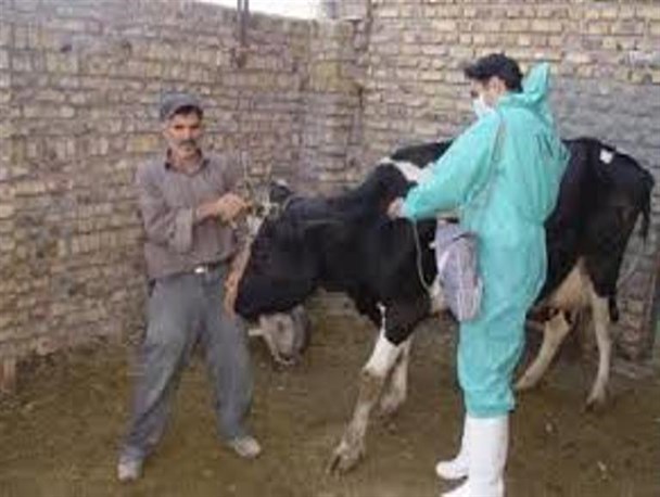 445 هزار راس دام علیه بیماری تب برفکی در استان واکسینه می شوند