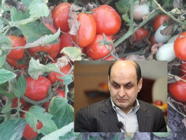 جولان دلالان گوجه فرنگی  در استان/ استاندار  مانع ضرر مجدد گوجه کاران شرق گلستان شود+تصاویر