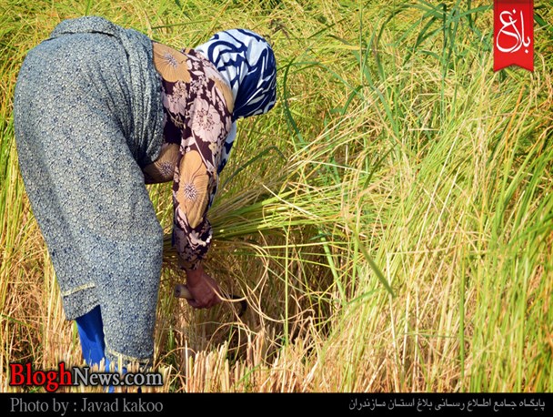 آخرین روزهای سخت برداشت برنج/بینج تاشی و کَر زنی