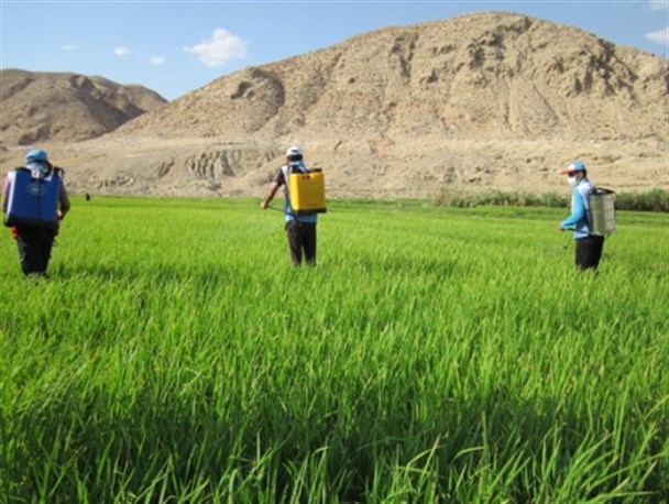 سم پاشی ۱۰ هکتار از مزارع برنج خانواده های بی سرپرست +تصاویر