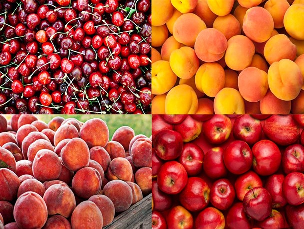 سودجویان در پی متشنج کردن بازار میوه‌های تابستانی/ مشکلی در صادرات میوه نداریم!