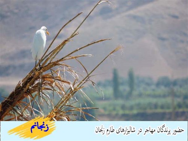 حضور پرندگان مهاجر در زنجان+تصاویر