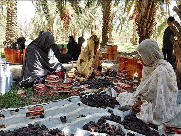 گلایه باغداران حاجی آبادی از وضعیت نابسامان خرما