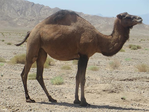 موفقیت شترداران راوری در اصلاح نژاد و دورگه گیری شتر دوکوهانه وارداتی با شتر بومی
