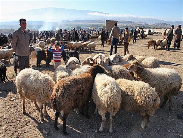 مرگ، سوغات قاچاق دام از آن سوی مرزها به کشور/ شهروندان از مراکز مجاز دام زنده تهیه نمایند