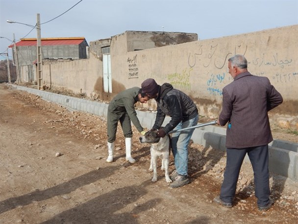 آغاز طرح جمع آوری سگ های ولگرد در زاهدان/ فرماندار: سگ های ولگرد تا قبل از بازگشایی مدارس جمع آوری می شوند