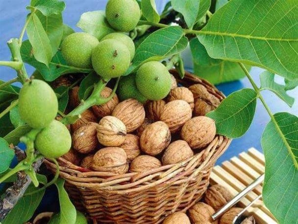 نخستین پژوهشکده گردوی استان در تویسرکان راه اندازی می شود/متخصصان توسعه باغداری نوین از ترکیه، مهمانان همایش گردو