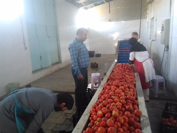 خط تولید پودر گوجه فرنگی راه‌اندازی شد+عکس