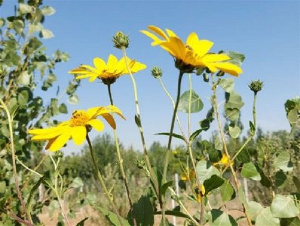 طبیعت زیبا و دل‌انگیز شهرستان دلفان