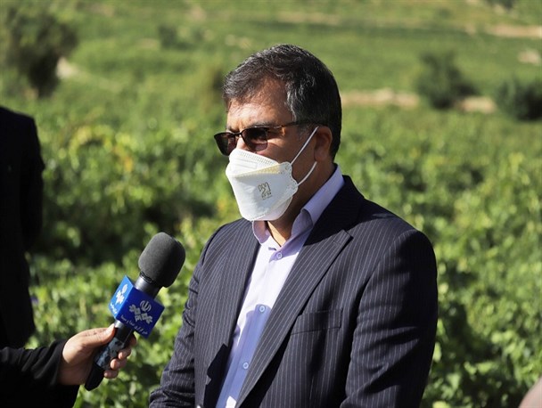 سالانه 50 هزار تن انگور در چهارمحال و بختیاری تولید می‌شود