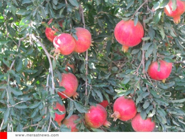 گزارش تصویری/باغات انار سمنان
