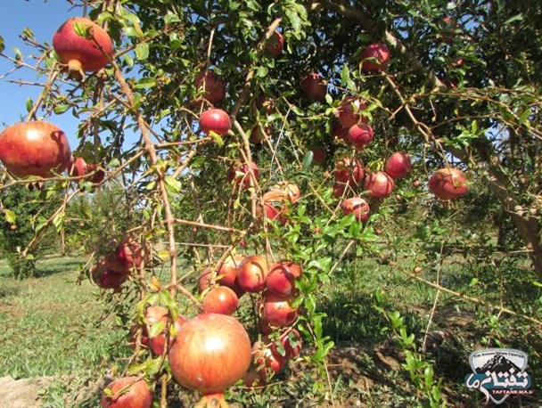 گزارش تصویری/ برداشت انار خاش