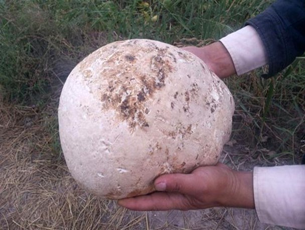 رویش قارچ خوراکی 3500 گرمی در خوی