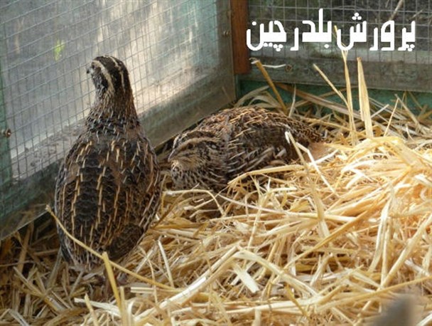 بازارهای داخلی باید در انحصار تولیدات داخلی قرار گیرد / لزوم حمایت مسئولین از کارآفرینان