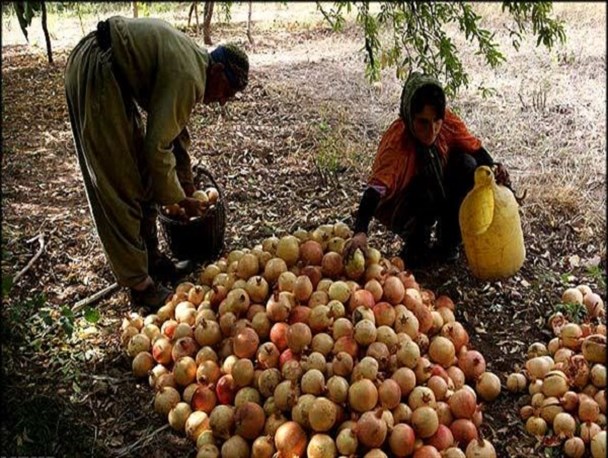 آغاز برداشت انار از سطح باغات انار در شهرستان سروآباد