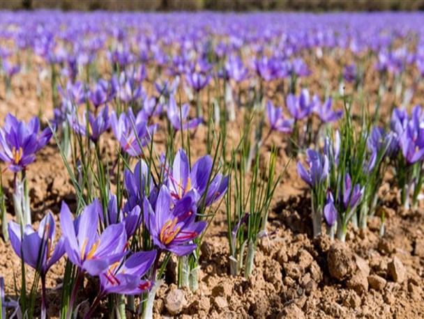 برداشت ۲.۵ تن زعفران از مزارع کرمانشاه/ صادرات محصولات تولیدی استان به خارج از کشور