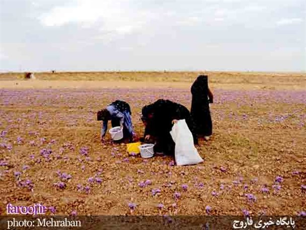 بارندگی های اخیر به مزارغ زعفران بخش خبوشان خسارت زد
