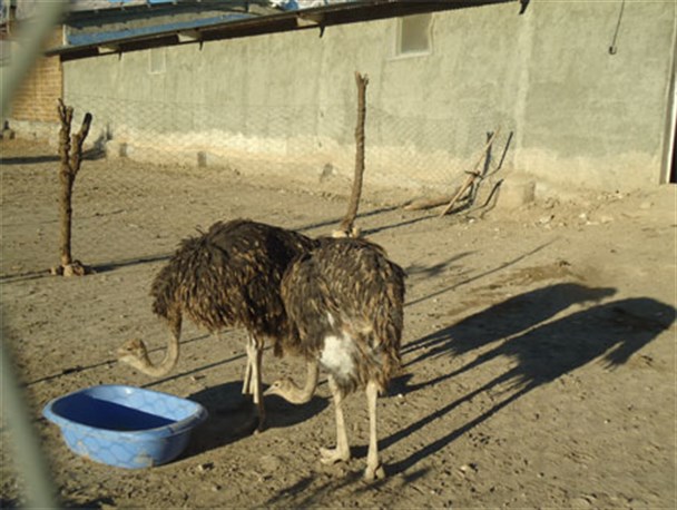 پرورش شتر مرغ در روستای حوری آباد شهرستان جوانرود