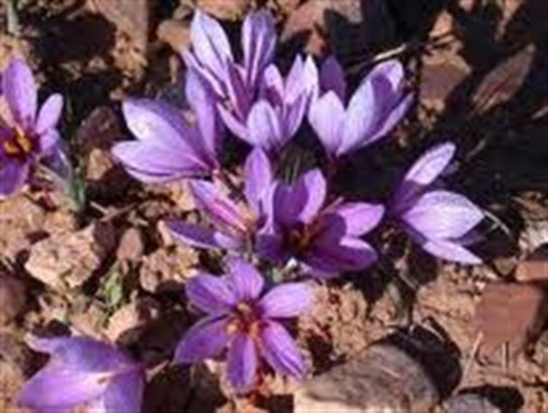 وزارت صنعت و معدن به دنبال ساخت ماشین آلات برداشت زعفران است