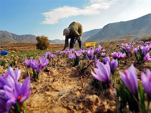 برداشت زعفران در بیش از 80 هکتار از اراضی بخش چشمه ساران
