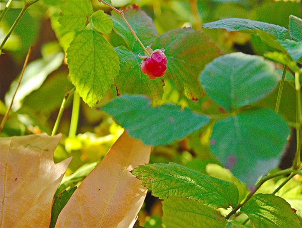 گزارش تصویری/ نقاشی خداوند بر پیکر طبیعت بجنورد