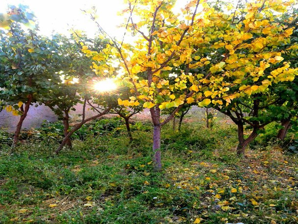 طبیعت زیبای پاییزی فراهان از لنز دوربین شهروند خبرنگار