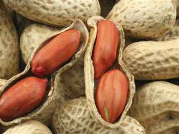 کاشت و برداشت بادام زمینی در زمین‌های کشاورزی خنداب + عکس