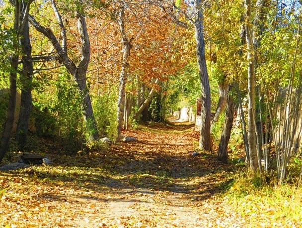 طبیعت زیبای پاییزی در شهرستان دلیجان +تصاویر
