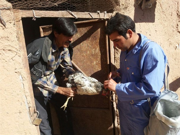 واکسیناسیون رایگان طیور علیه بیماری نیوکاسل در رشتخوار