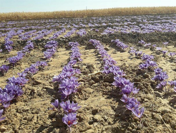 افزایش ۳۵ درصدی کشت زعفران در شهرستان نی ریز