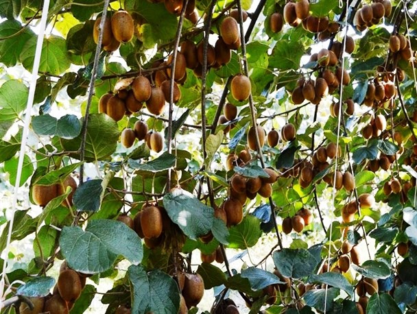 برداشت کیوی در باغات نوشهر به روایت تصویر