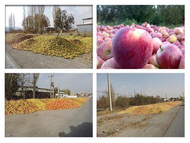 خرید بیش از ۴۰۰ تن سیب زیر درختی در مهاباد