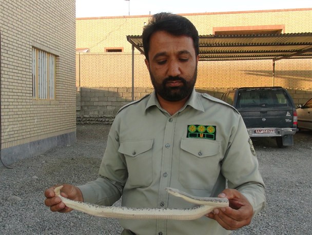 صیادان متخلّف دستگیر شدند/ نجات مارهای کمیاب از چنگال شکارچیان غیرمجاز+تصاویر