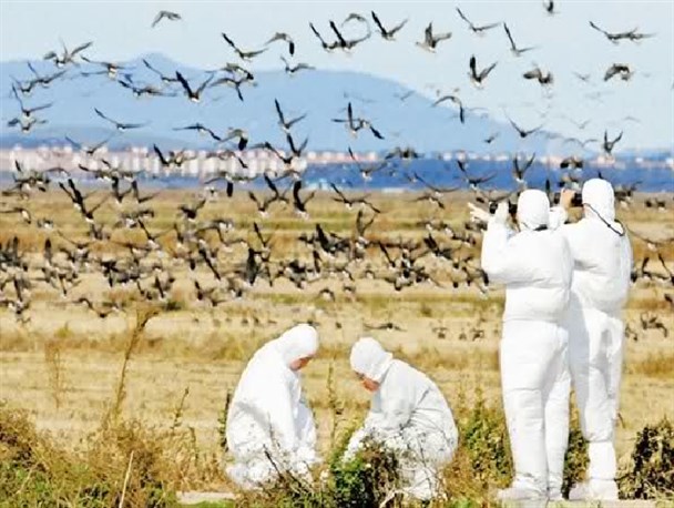 خطر شیوع آنفلوانزای فوق حاد پرندگان را جدی بگیرید