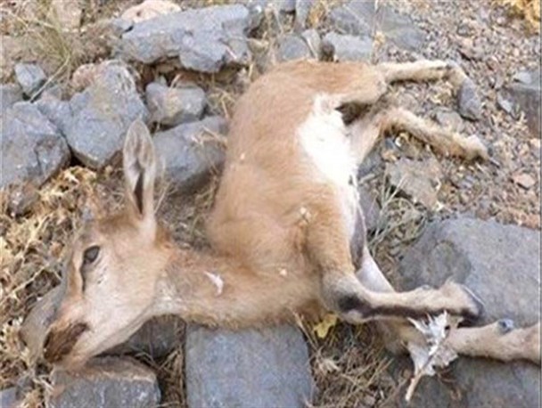 بالاخره یزد درگیر «طاعون نشخوارکنندگان» هست یا نیست؟!/تناقض مشهود در ادعاهای محیط زیستی استان