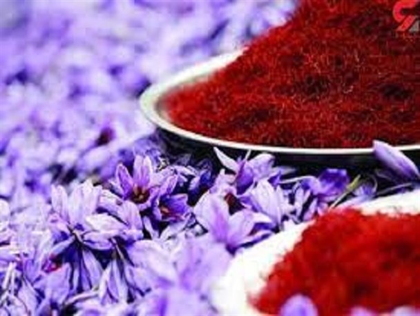 ۱۸۵۰ کیلو زعفران در لرستان برداشت شد
